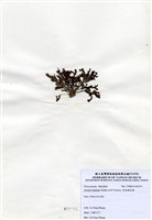 藏品(有柄褐扇藻)的圖片